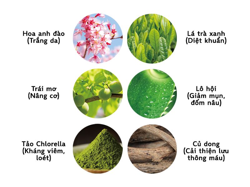Thành phần kem dưỡng trắng da Sakura Kosumeru Thành phần kem dưỡng trắng da Sakura Kosumeru